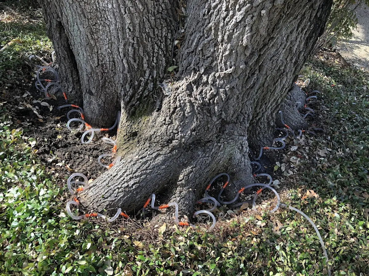 Detailed Tree Cabling and Bracing job site in Charlottesville